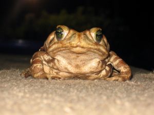 Super frog