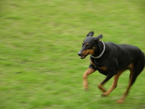 Doberman