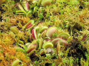 Venus flytrap