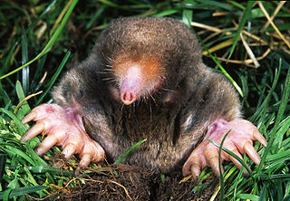 Mole