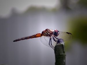 Dragonfly