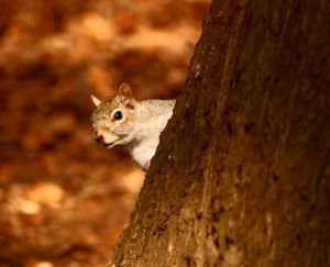 Squirrel