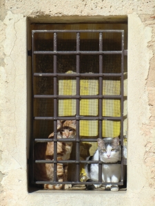 Jailed cats