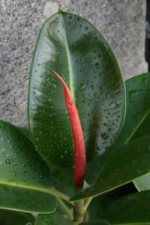 A green plant