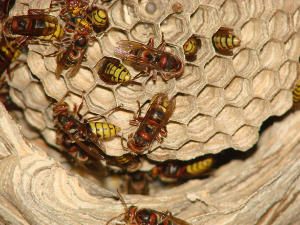 Hornets' nest