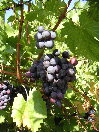 Blue grapes