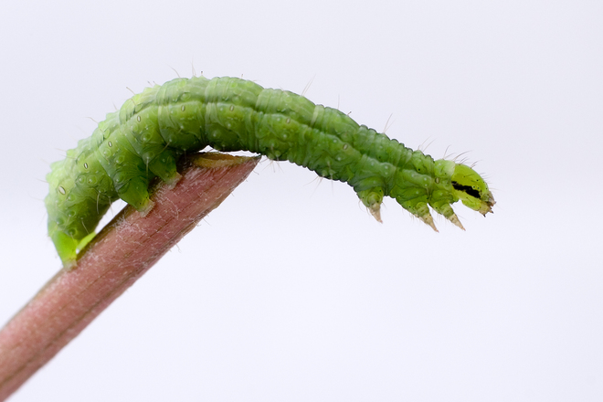 Big caterpillar