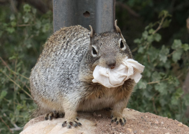 A squirrel gagged