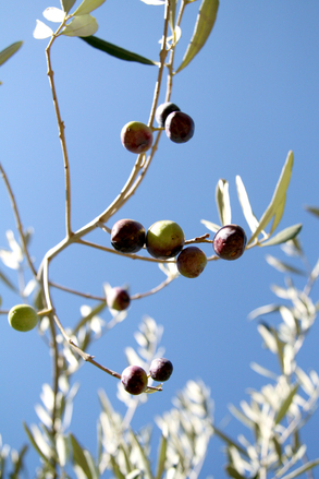 An olive branch