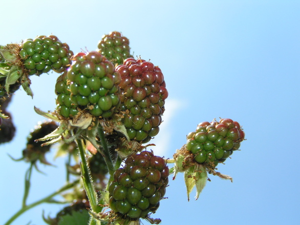 Blackberries