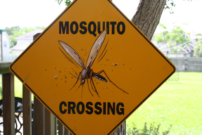 Mosquito crossing