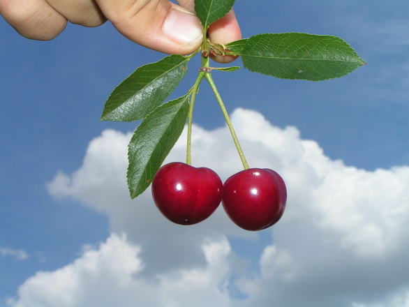 On cherry-picking