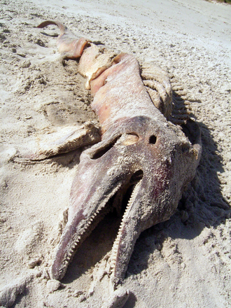 Dead dolphin