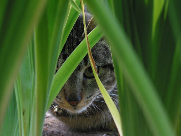 Cat hide and seek