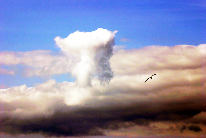 Bird and cloud