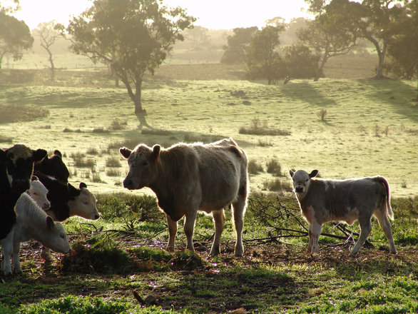 More cows