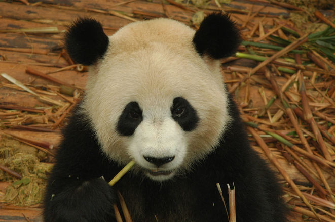 Panda in Asia
