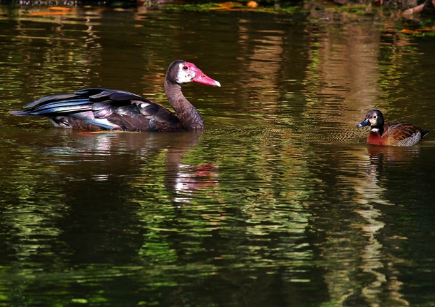 Ducks