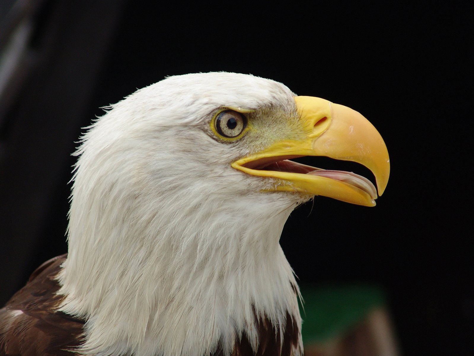 Eagle