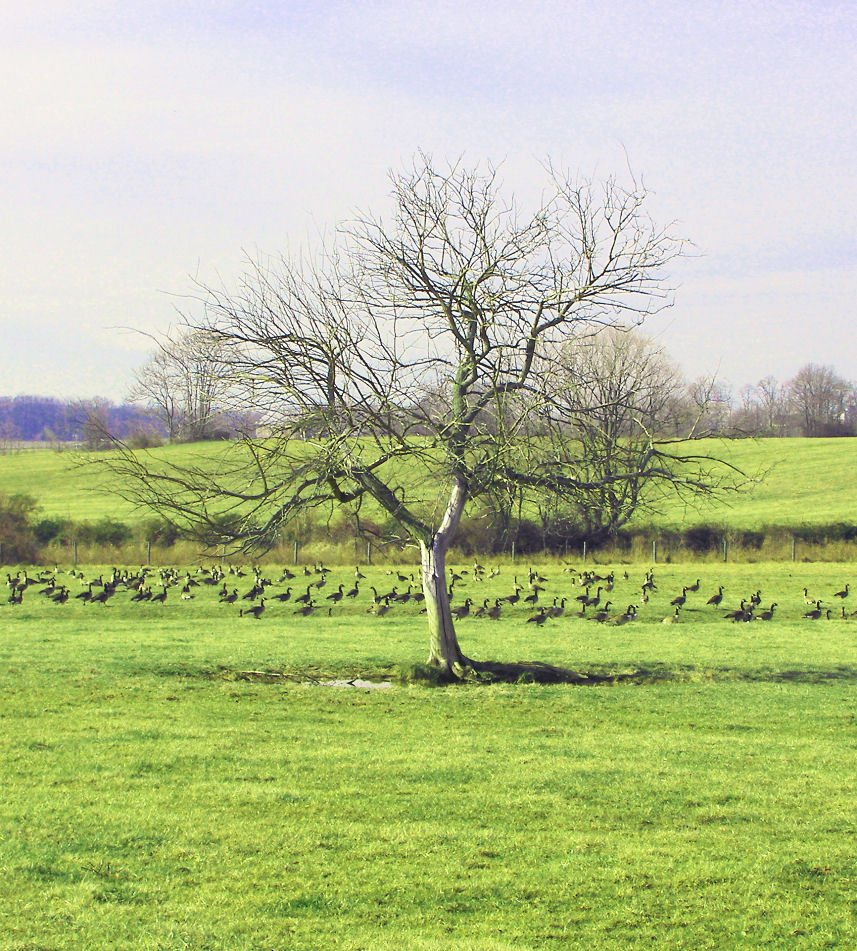 Dead tree