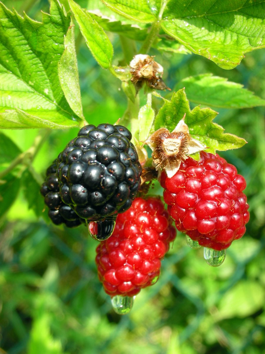 Blackberries