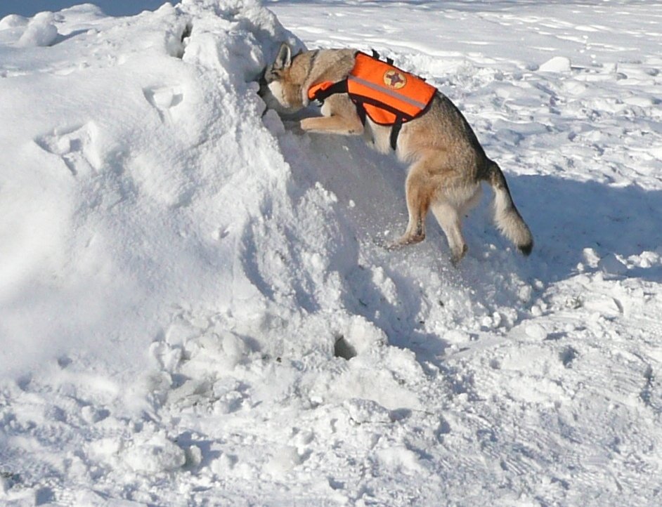 Avalanche training