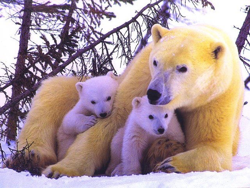 Polar bears