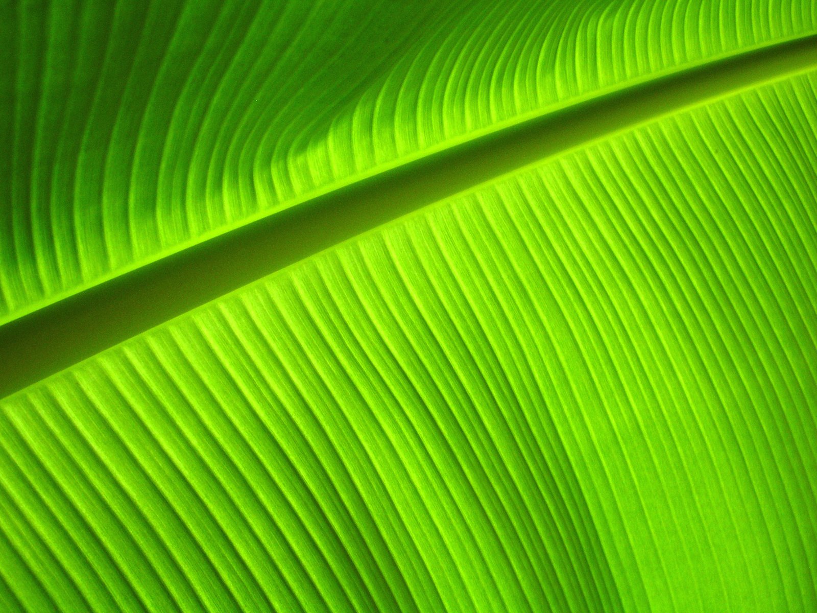 Banana leaf