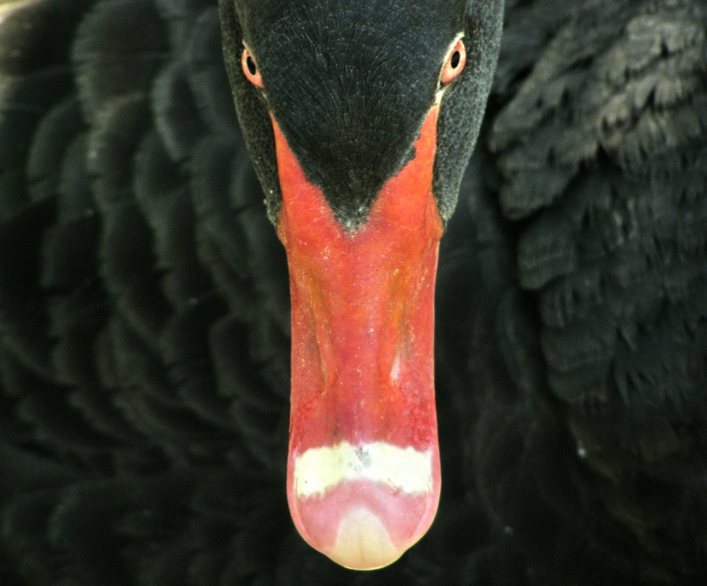 The black swan