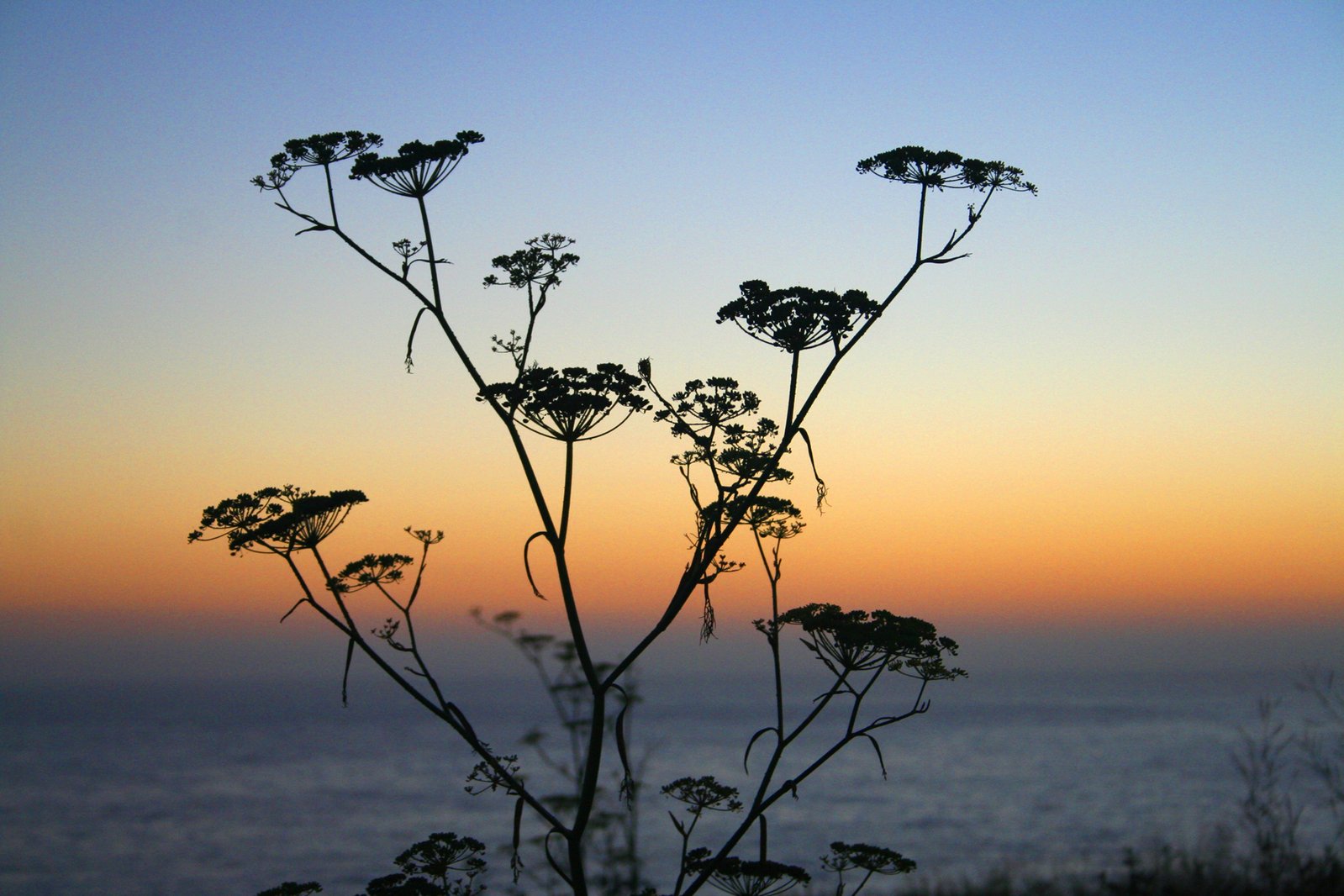 Flower sunset