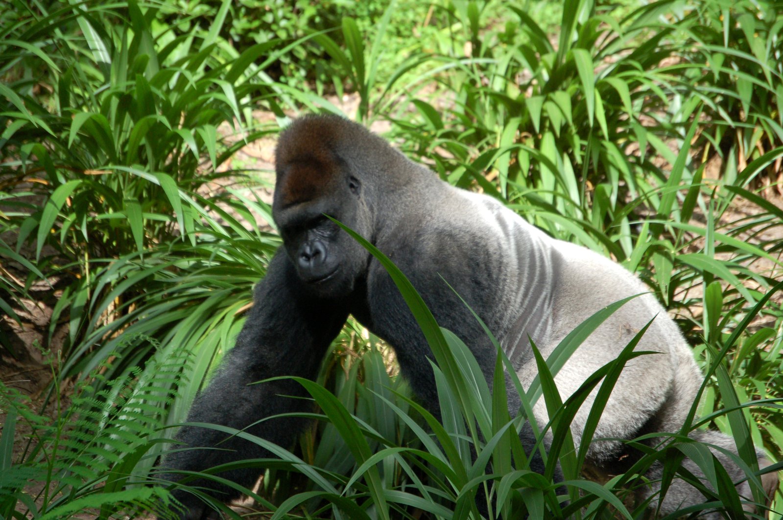 Gorilla