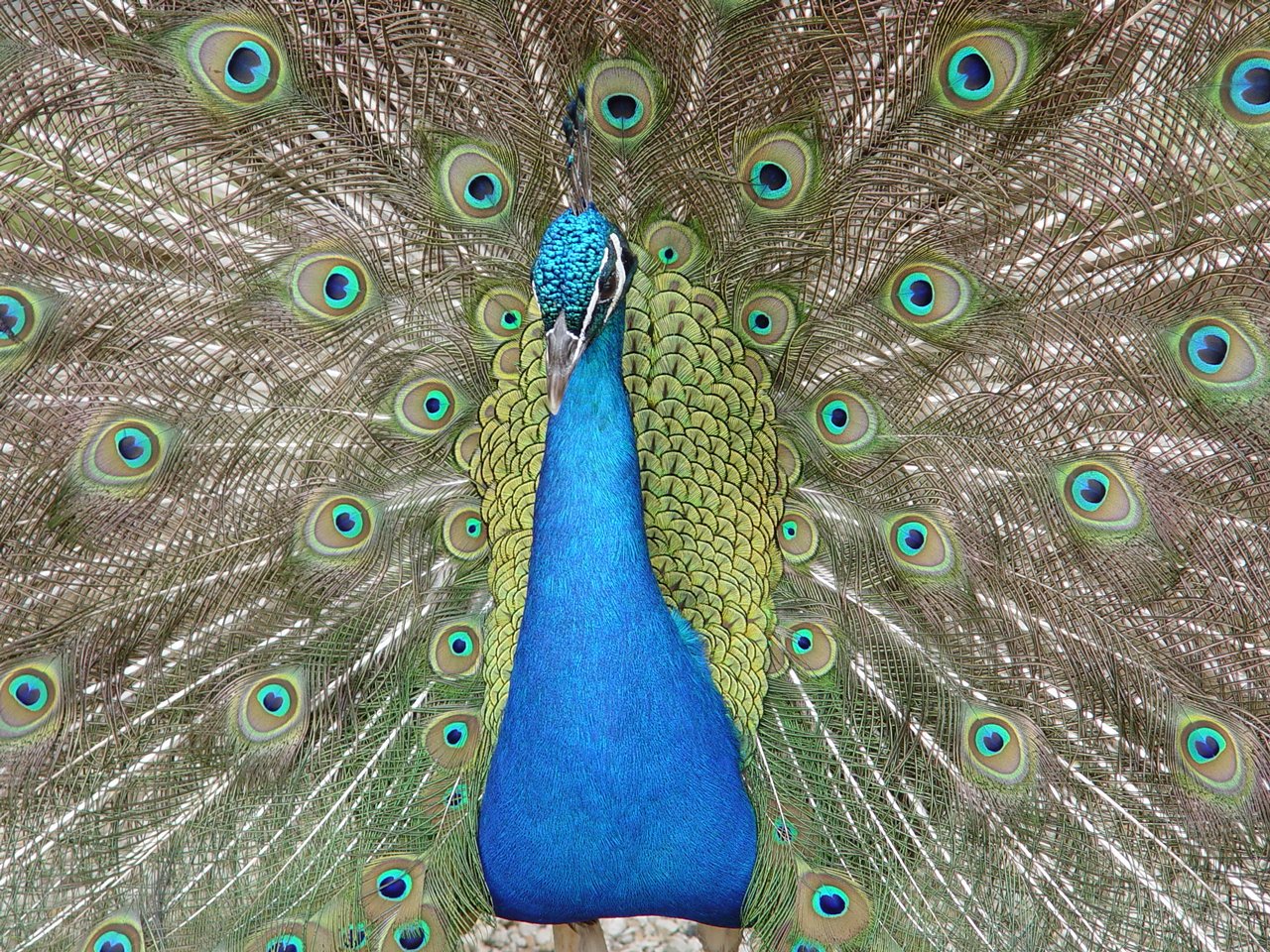 Peacock