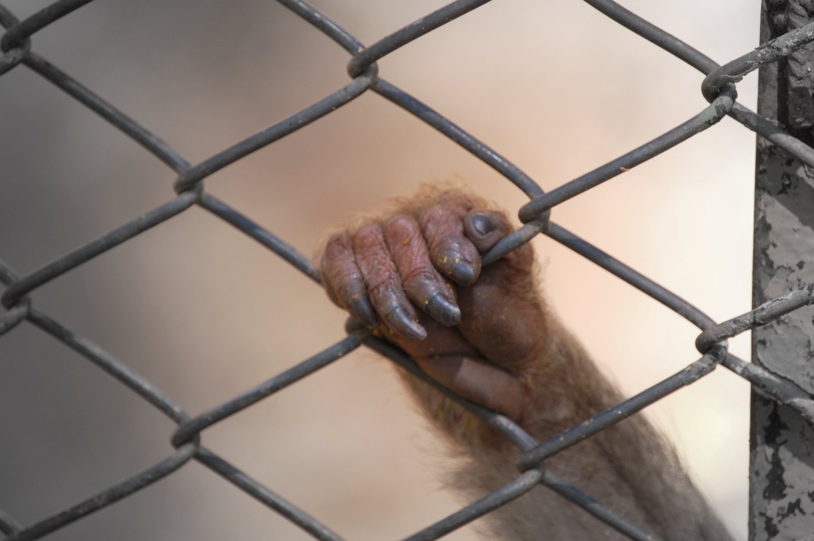 Jailed monkey