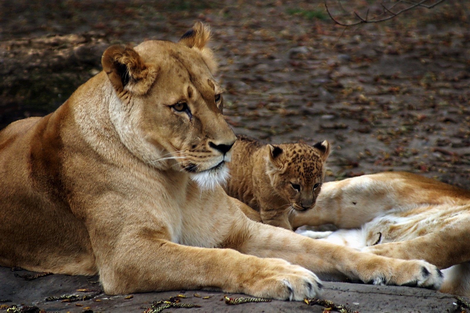 3 big cats