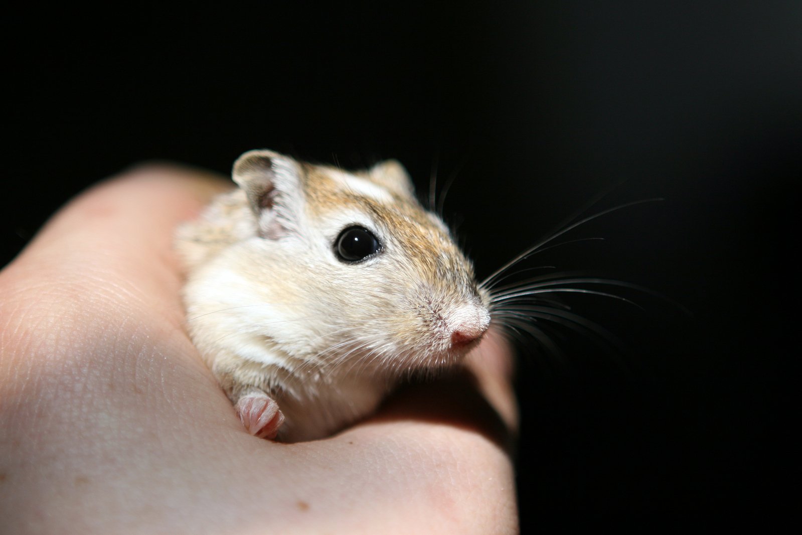 Cute adorable rodent
