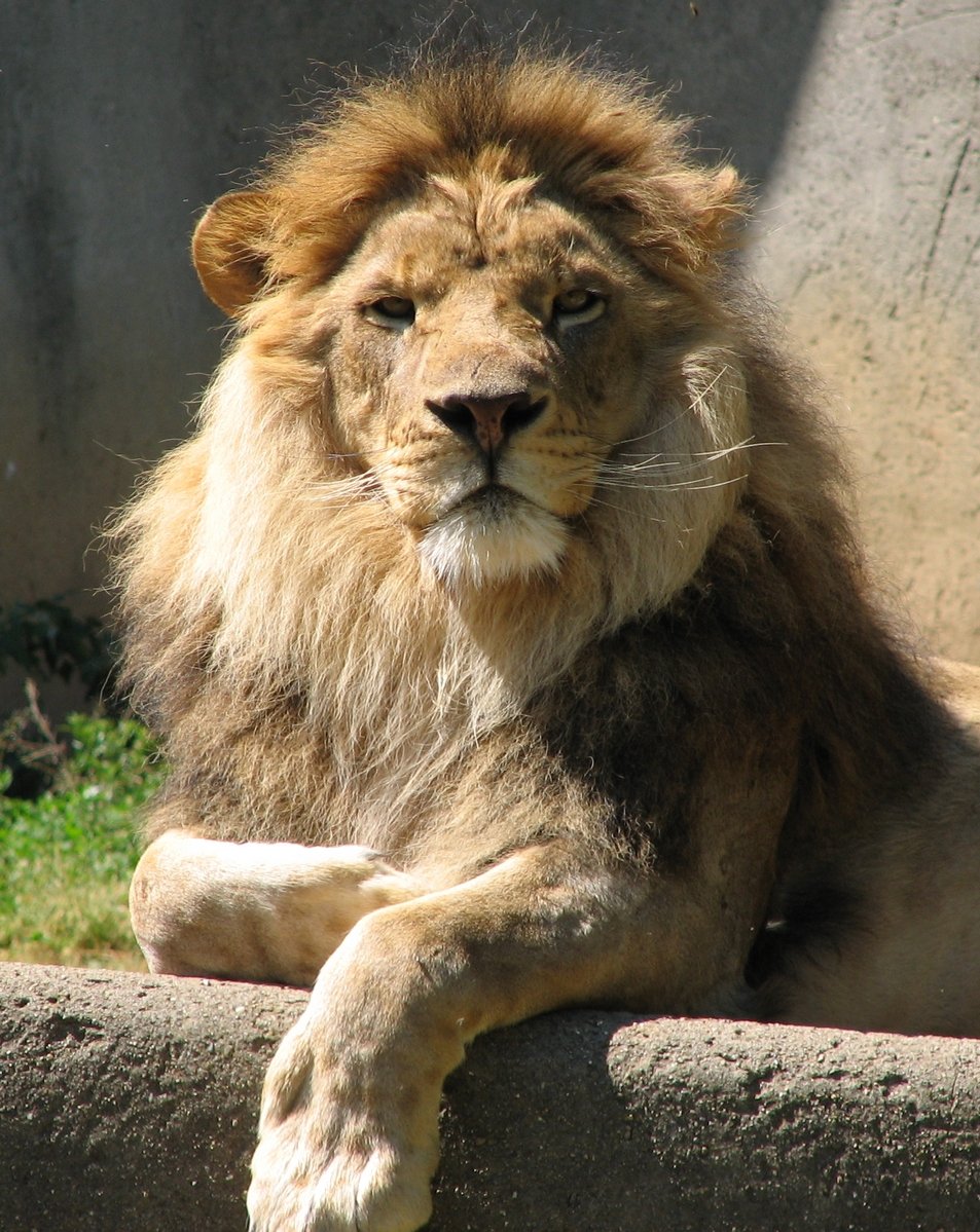 A male lion