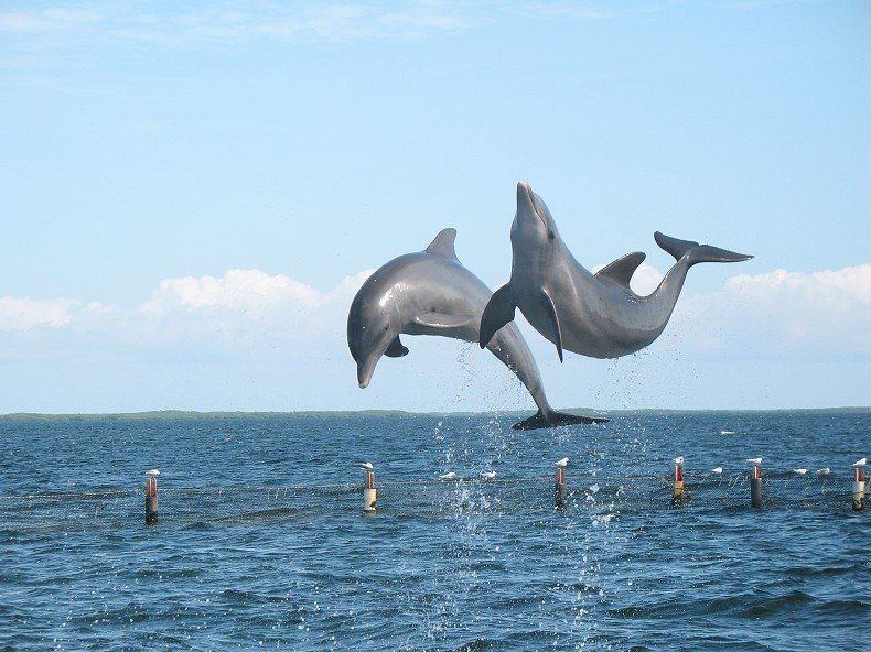 Two dolphins