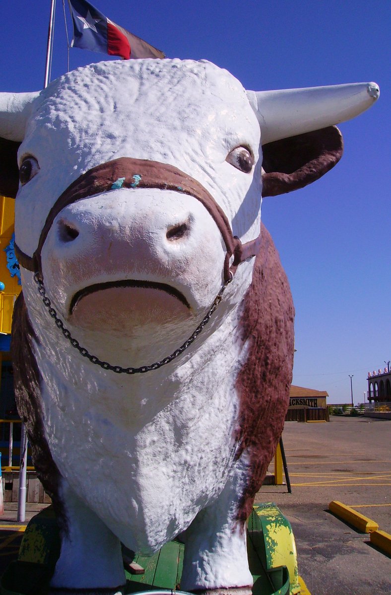 Texan cow