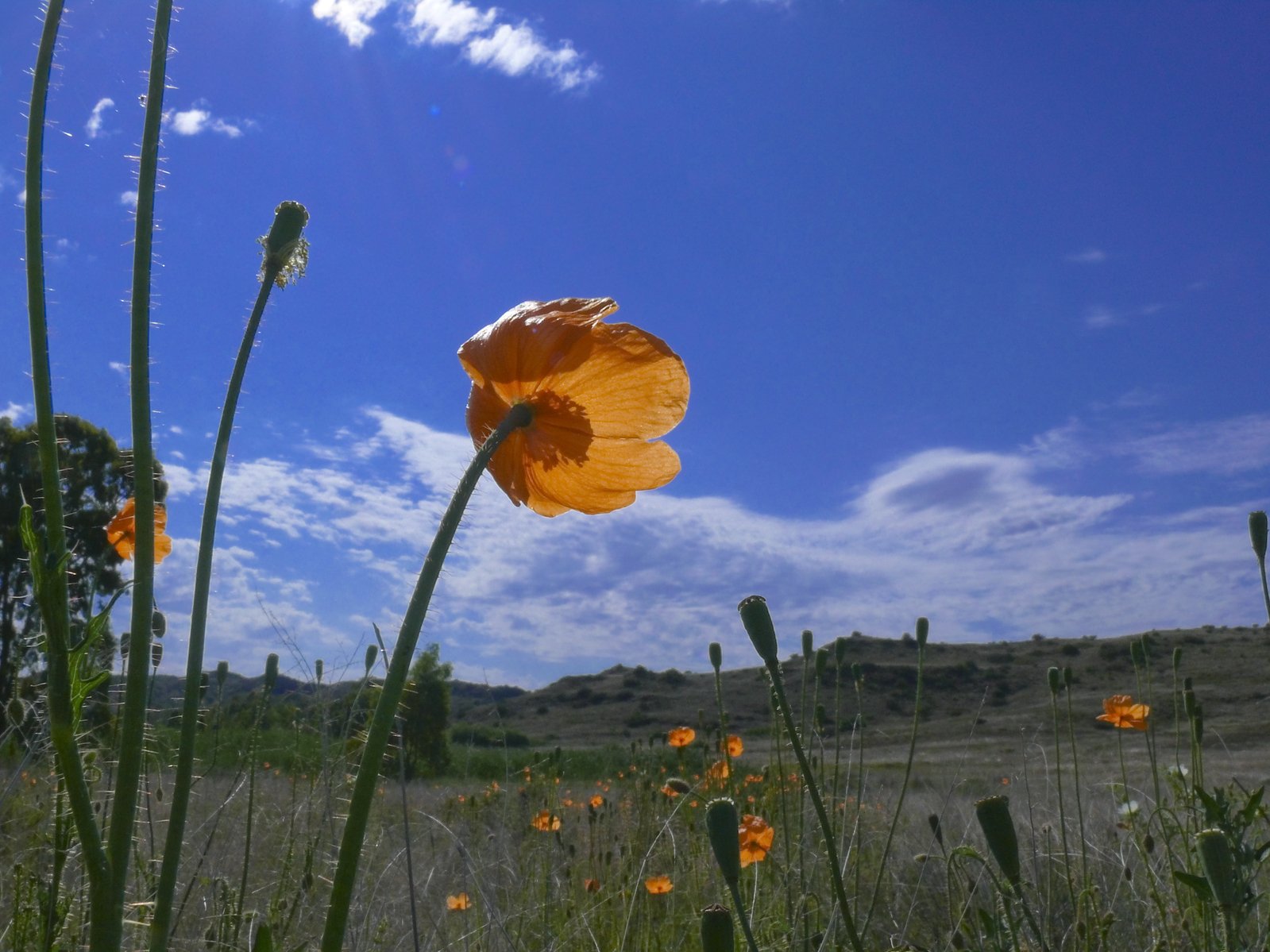 Some wild poppies