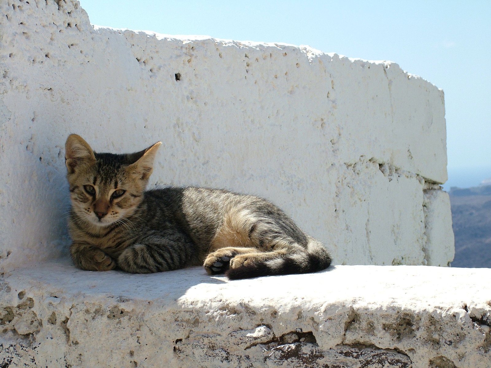 Santorini cat