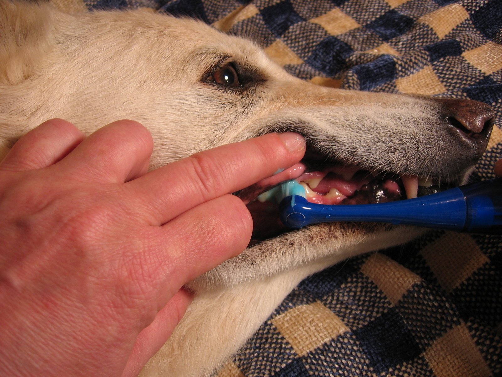 Canine dental hygiene