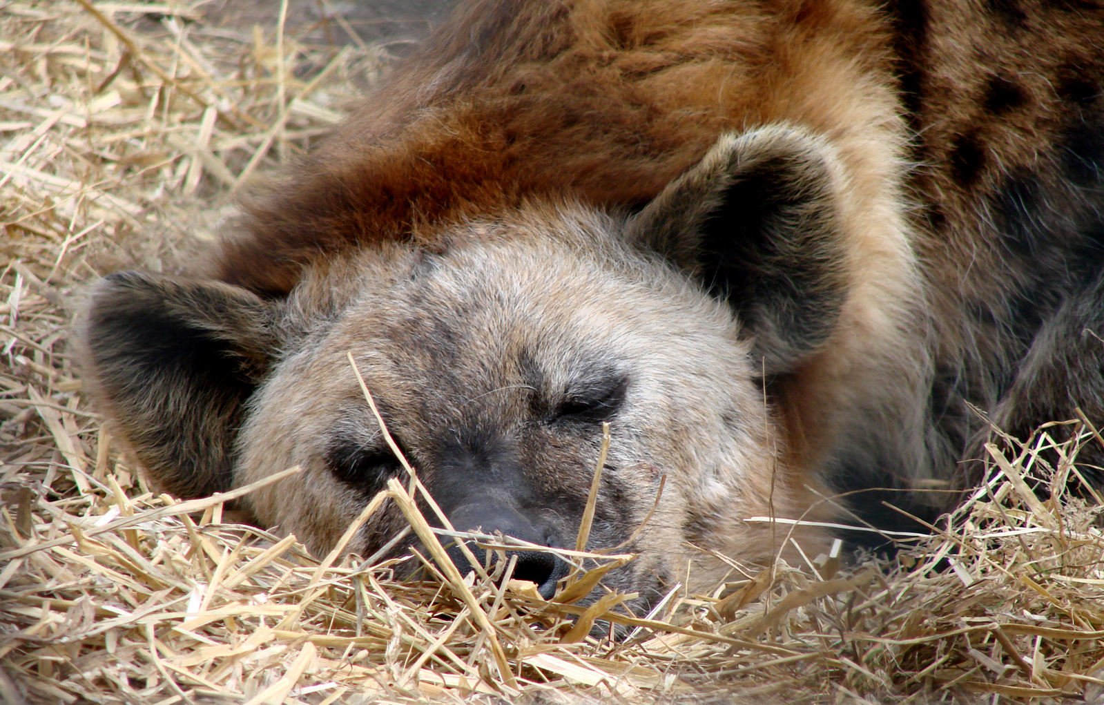 Sad hyena