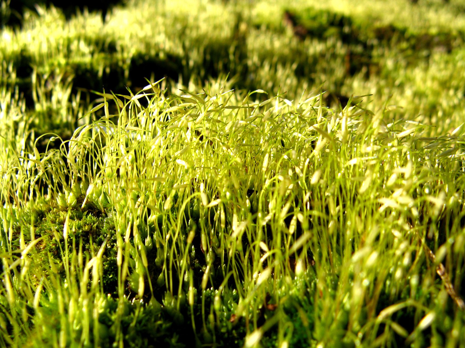 Grass