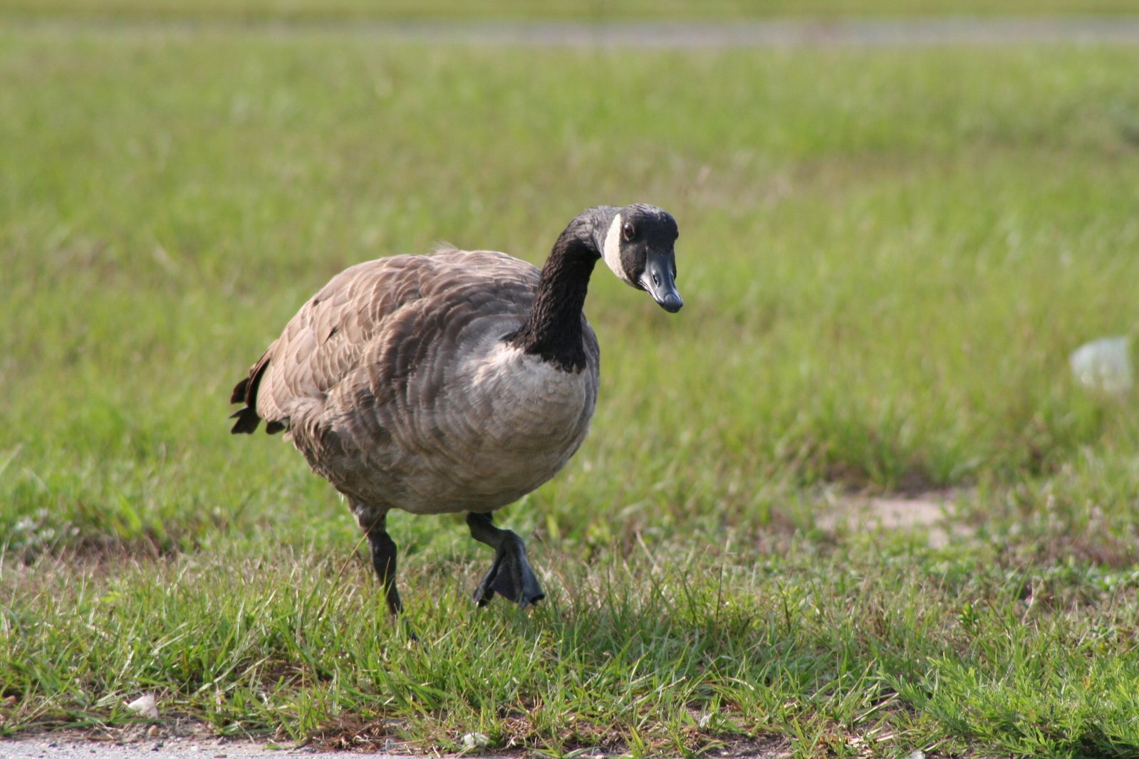 Canada goose