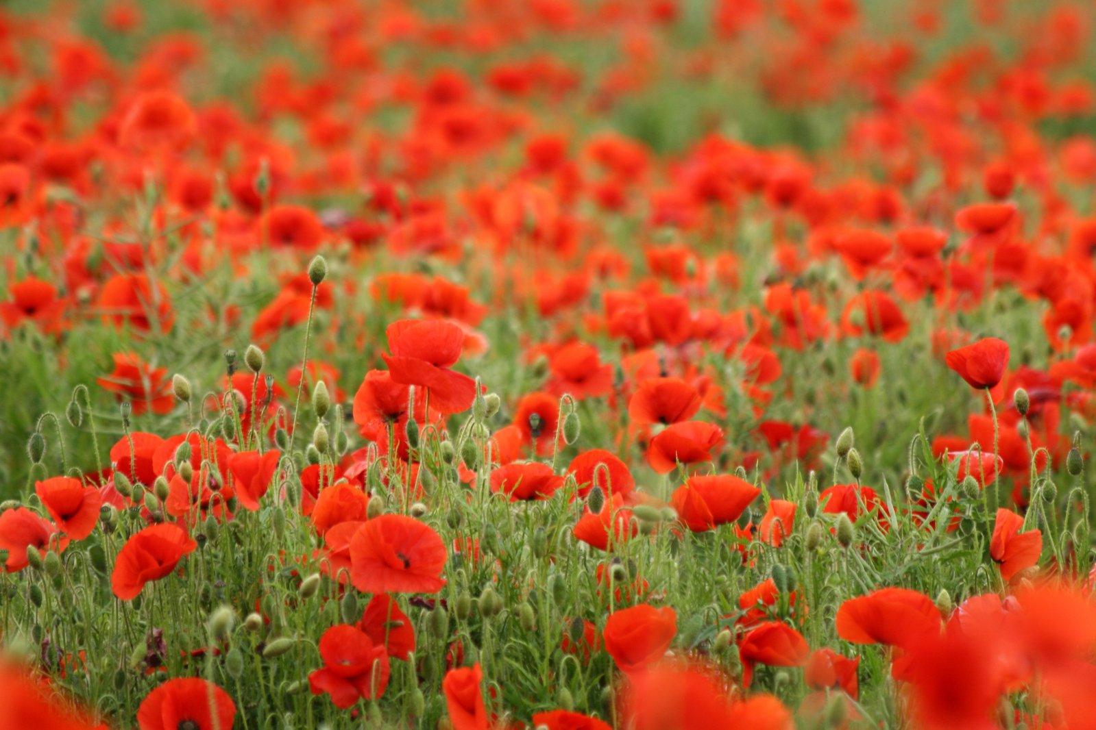 Poppies