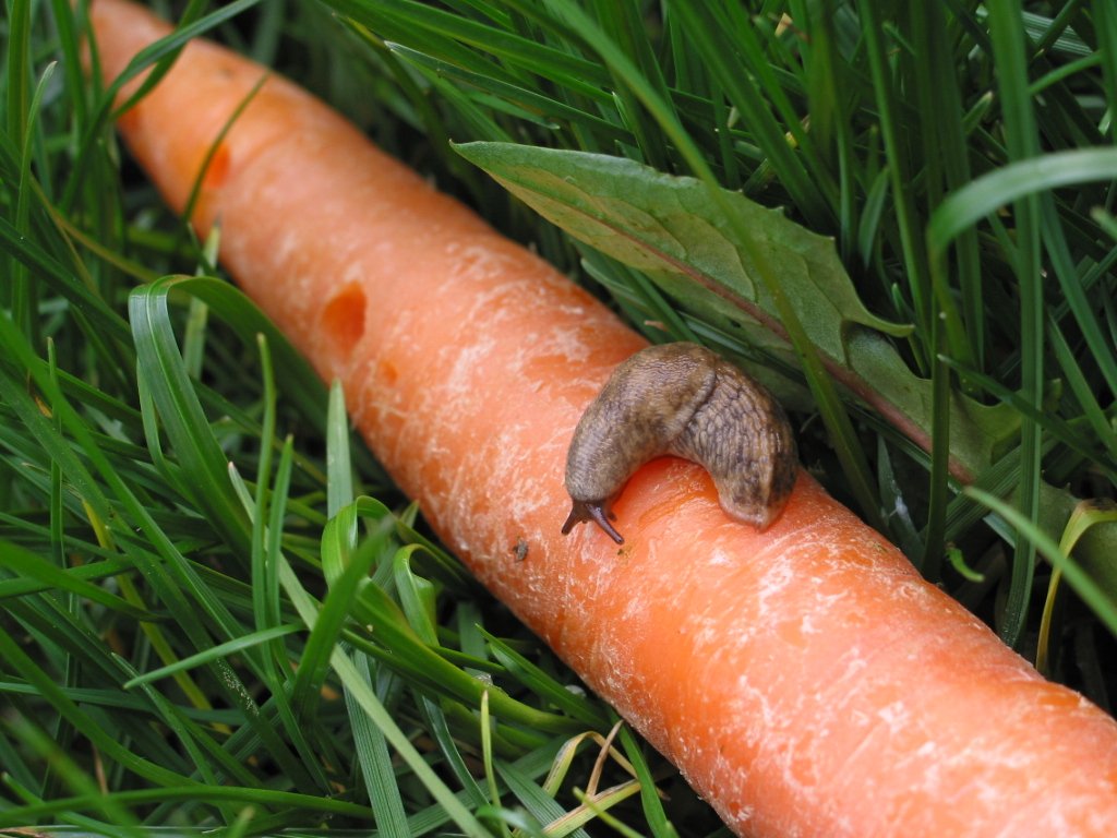 A hungry slug