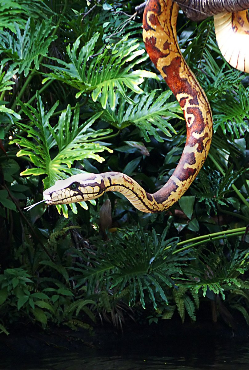 A hanging snake