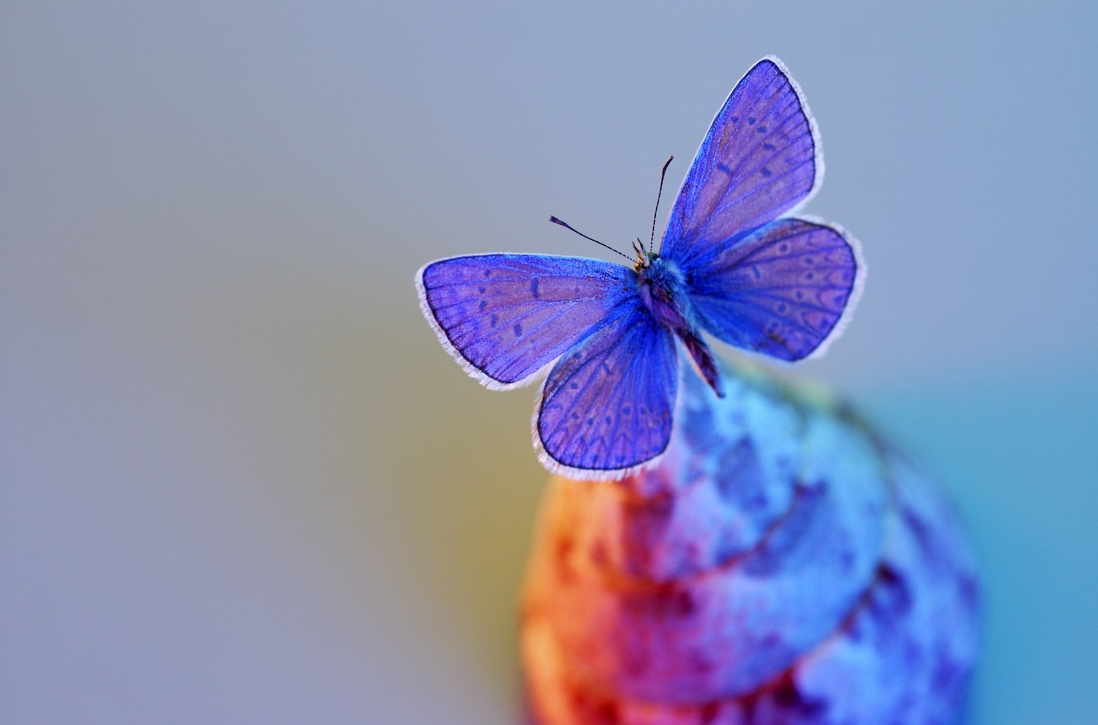 Colourful butterfly