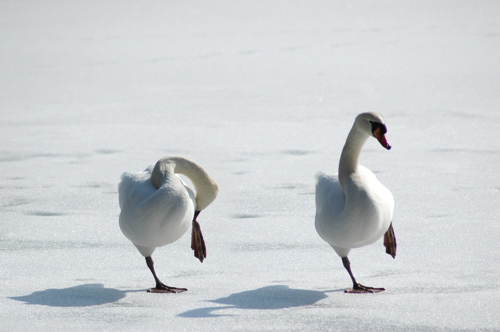 Standing on thin ice