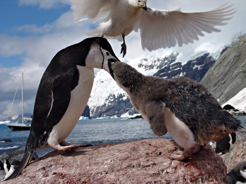 Antarctica wildlife